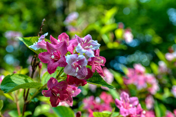 Flowers of pink weigela
