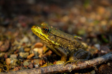 frog in the pond