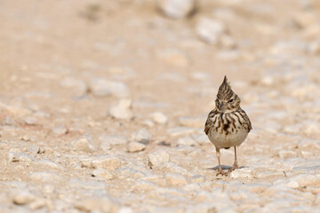 Crested Lark (Galerida cristata) on a dirt road // Haubenlerche auf einem Feldweg - Peloponnese, Greece
