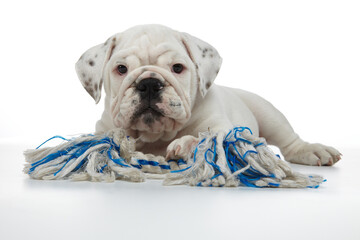 English bulldog puppy photographed on white background
