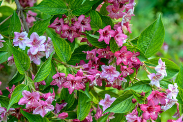 Flowers of pink weigela