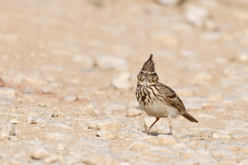 Haubenlerche (Galerida cristata) auf einem Feldweg // Crested Lark on a dirt road - Peloponnese, Greece