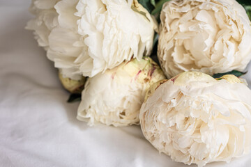 Close up, white spring peonies flowers in bed.