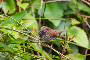 A Song Sparrow