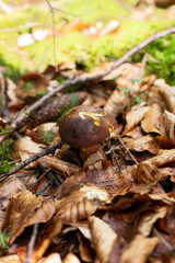 Boletus erythropus. Picking edible mushrooms in Germany. Foraging, picking mushrooms in Germany. High quality photo