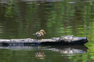 Tiny Baby Mallard Duckling