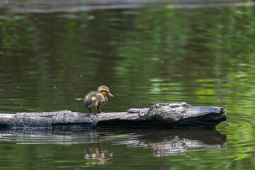 Tiny Baby Mallard Duckling