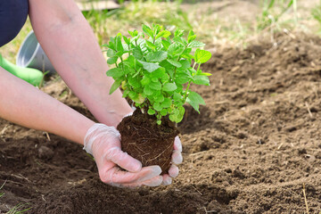 Woman repotting fresh mint in the garden. close up