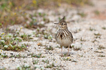 Crested Lark // Haubenlerche (Galerida cristata), Peloponnese, Greece