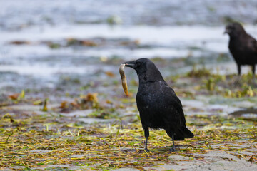 Crow with a Small Eel - 513832702