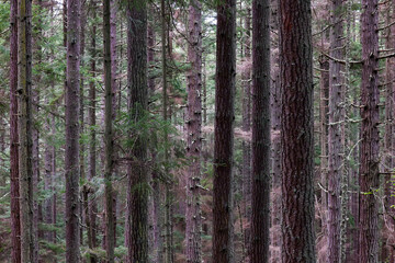 Fototapeta premium A Dark Forest 