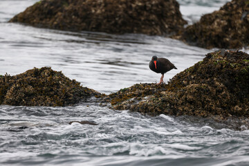 Black Oystercatcher