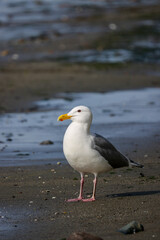 A Gull Standing on a Beach - 513833109