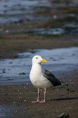 Fototapeta na wymiar A Gull Standing on a Beach