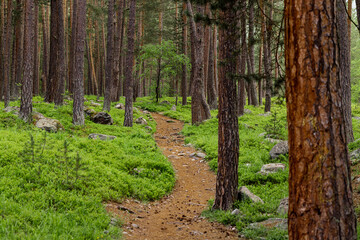 Path through the forest. Pine forest in summer. Cedar grove. North region nature