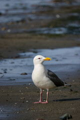 A Gull Standing on a Beach - 513833161