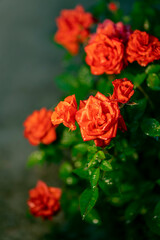 red roses in the garden with raindrops. Everything in red and green tones (close-up view)