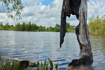 Detail of a burnt out trunk of a pollarded willow after a lightning strike. - obrazy, fototapety, plakaty
