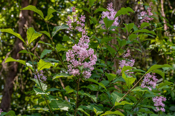 flowers of Hungarian lilac, Syringa josikaea,