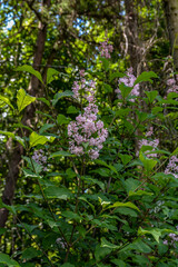 flowers of Hungarian lilac, Syringa josikaea,