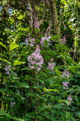 flowers of Hungarian lilac, Syringa josikaea,