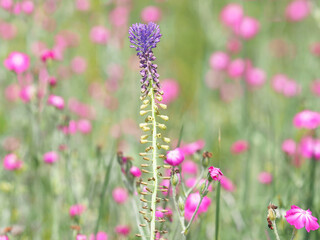 Purple flower of tassel grape hyacinth plant in a pink field of rose campion flowers