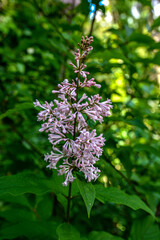 flowers of Hungarian lilac, Syringa josikaea,