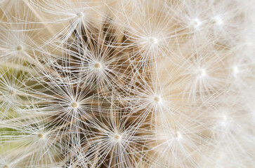 Fototapeta na wymiar Dandelion seeds. Close-up. Soft focus