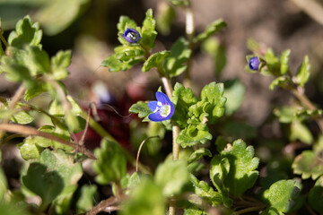 birdeye or field speedwell Veronica persica