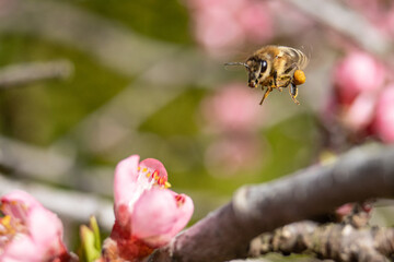 Honey bee (Apis mellifera) on peach flower (Prunus persica)