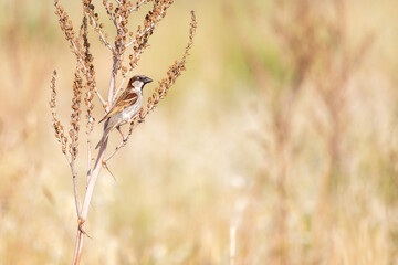 Fototapeta premium Male house sparrow on the bush. copy space