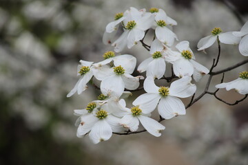 Flowering dogwood (Cornus florida) - close up of white flowers, Yardley, Pensylvania, US