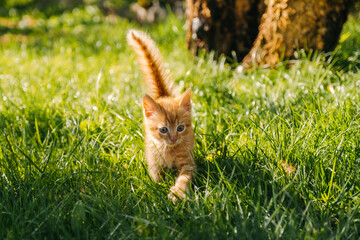 little kitten in the garden