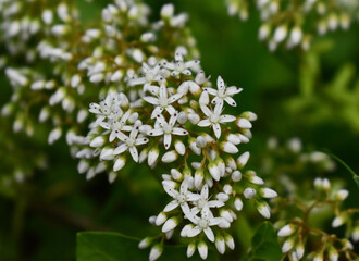 weiße blume