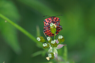 The italian striped bug (Graphosoma italicum)