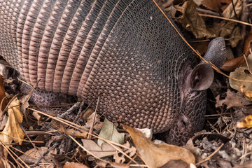 Wild Armadillo Rooting for Insects