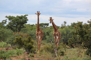 two giraffe in the wild facing camera
