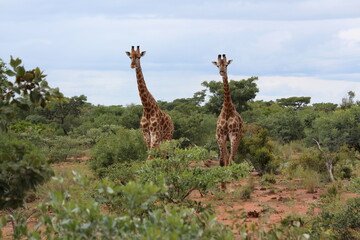 two giraffe in the wild facing camera
