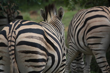 zebra close up pattern 