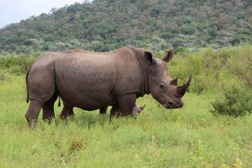Fototapeta premium rhino in the wild side view