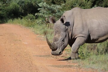 rhino in the wild