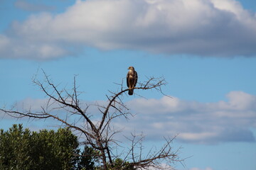 bird on a branch in the wild with sky background 