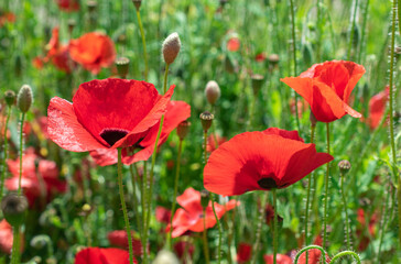 Bright red poppy flowers field close up