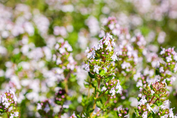 Blooming thyme in a summer day. Fragrant herbs for cooking concept