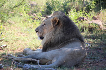 lion in the wild, laying down