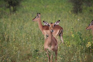 two impalas antelope in the wild looking at camera