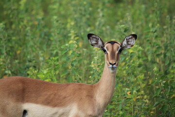 impala antelope in the wild looking at camera