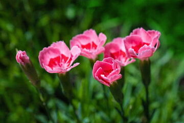 Obraz premium Bright pink carnations close up in the grass in sunny summer day