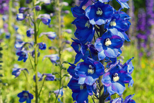 The field of candle larkspur in summer sunny day. Botany summer blue background with copy space