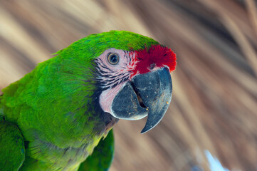 Red-crowned amazon parrot head close-up isolated.